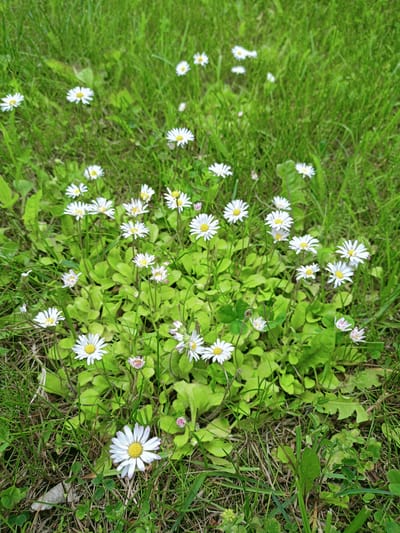 A cluster of white daisies with yellow centers blooms in a patch of vibrant green grass. The daisies are scattered throughout the scene, with some in focus in the foreground and others blurred in the background. The grass is lush and appears to be a well-maintained lawn. The overall impression is one of a natural, outdoor setting, likely a park or garden, within Peetri alevik, Estonia. There are no people or animals visible in the image.