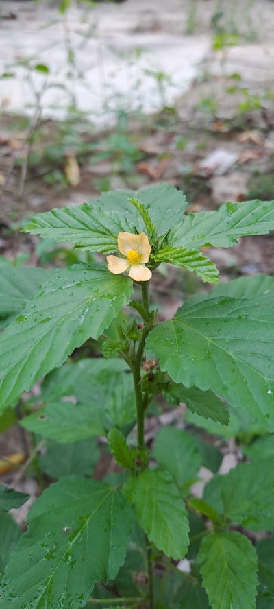 A close-up, eye-level shot captures a single, small, pale yellow flower with five petals and a prominent yellow stamen. The flower is positioned slightly off-center to the right, amidst a lush growth of large, green, serrated leaves. Water droplets are visible on the leaves, suggesting recent rainfall or dew. The plant's stem is green and appears sturdy, with smaller buds and developing seed pods visible further down. The background is softly blurred, showing a mix of dry soil, fallen leaves, and sparse green foliage, indicating an outdoor, natural setting. The lighting is even and natural, with no harsh shadows, suggesting it was taken during the day. The image depicts a common wild plant, likely found in the semi-urban or rural landscape of Meunasahmeucap, Indonesia, possibly in a garden, park, or untended area.