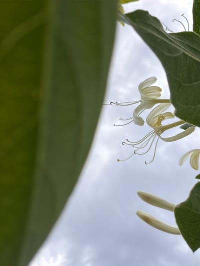 The image is a close-up, low-angle shot of honeysuckle flowers and leaves against a cloudy sky. The focus is on the delicate white, tubular flowers with protruding stamens and pistils. A large, out-of-focus green leaf dominates the left side of the frame, creating a natural frame for the flowers. The scene appears to be outdoors, likely in a garden or natural setting. There is no discernible location in Irvine, United States of America.