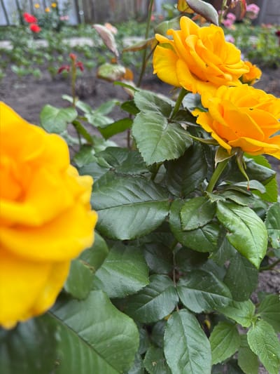 The image shows a close-up of yellow roses in a garden in Velyki Osniaky, Ukraine. The roses are in focus, with their petals vibrant yellow. Green rose leaves and stems are visible, some with slight imperfections. In the background, other flowers in red and pink hues are blurred, along with a wooden fence. The ground is covered in dark soil. Two small black insects are visible on the petals of the roses in the center of the image.