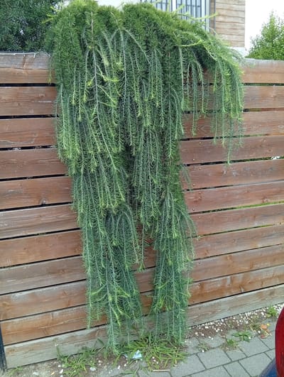 An outdoor scene features a wooden fence with horizontal planks. A lush, green, weeping plant with long, thin needles cascades over the top of the fence and hangs down its front. The fence is situated in Kiełczów, Poland, and forms a boundary in what appears to be a residential or garden area. The ground in front of the fence is a mixture of paving stones and dirt with some sparse vegetation. In the background, a building with a window and more greenery is visible. The lighting suggests it is daytime.