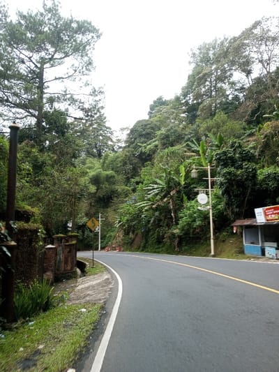 This image depicts an empty, two-lane asphalt road curving gently to the right through a densely vegetated, hilly landscape in Phoxay, Laos, under an overcast sky.

The road features a solid white line on its right edge and a continuous yellow line separating the two lanes. On the left side of the road, a narrow grassy verge transitions into a concrete drainage or sidewalk structure. Beyond this, a moss-covered concrete or stone wall is visible, with a tall, dark utility or decorative pole topped with a metallic finial positioned further left. Dense foliage and tall trees, including what appear to be pines, dominate the hillside. A yellow diamond-shaped road sign, indicating a winding road with a black squiggly arrow, stands on a pole alongside a wooden utility pole with visible crossarms.

On the right side of the road, dense tropical vegetation, including large banana plants, covers a steep embankment. A cream-colored lamppost with a decorative white circular sign hangs from its arm. Further along the right edge, a small, light blue and brown roadside stall with a corrugated metal roof is present. A partially visible red sign on the stall displays white text, including "MASUKKAN PAKET SENDIRI" and "TERSEDIA MINUMAN." No individuals are present, and no actions or interactions are depicted. The environment is characterized by an abundance of natural greenery typical of a mountainous or hilly tropical region.