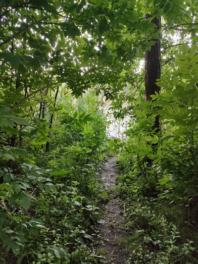 The image depicts a narrow, dirt path winding through dense, green foliage and trees. The path appears damp and slightly muddy. Sunlight filters through the leaves of trees that frame the path, creating dappled light and shadows. In the background, beyond the vegetation, a body of water is visible, reflecting the bright sky. The overall scene suggests a natural, possibly overgrown area on the outskirts of a city, likely in a temperate climate. The location is specified as Yuzhnyy, Russia. There are no people or animals visible in the image. The focus is on the natural environment and the path leading into it.