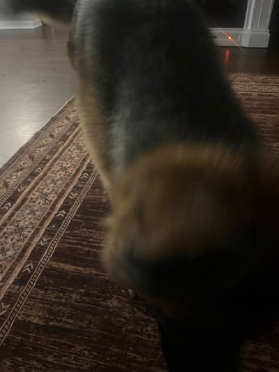 An overhead, slightly angled, close-up shot shows the back and head of a German Shepherd dog walking across a rug with a dark brown and tan patterned design. The dog is mostly dark gray and black with tan coloring on its hindquarters and face. Its head is blurred due to motion. The rug is laid on a hardwood floor, which is partially visible. In the background, a white baseboard with a small, illuminated orange laser dot is visible against a dark wall. The scene appears to be indoors, in a residential setting. No specific location in Jacksonville, United States of America, can be identified from the image.