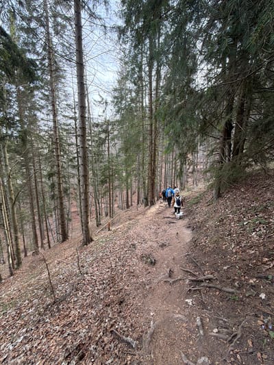 The image depicts a forest scene near Luče, Slovenia. A group of four people and a small white dog are walking along a narrow dirt path. The path is lined with tall, thin trees on one side and a slope covered in fallen leaves and exposed roots on the other. The trees create a sense of enclosure. The sky is visible through the branches, appearing overcast. The focus is on the people and dog on the path.