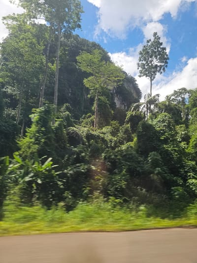 The image depicts a blurred, motion-captured view of lush tropical vegetation and a limestone cliff face. The foreground shows a portion of a paved road and a strip of green grass, suggesting movement, likely from a vehicle. Behind the road, dense foliage comprising various trees and plants, some appearing to be banana plants, creates a vibrant green landscape. Towering trees with tall, slender trunks rise above the lower vegetation. A prominent, steep limestone cliff, partially covered in greenery, forms a dramatic backdrop on the left side of the image. The sky above is a bright blue, dotted with white, fluffy clouds. A single, tall, slender tree with a conical canopy stands in the middle-right of the frame, silhouetted against the sky, alongside other tropical trees and palm trees. The overall scene is one of abundant, verdant nature, characteristic of a tropical environment. While the exact location within Ban Nai Sa, Thailand is not explicitly visible in the image, the scenery is consistent with the region's natural landscape, known for its karst topography and rich biodiversity.