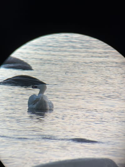 The image shows a white swan swimming in the water, viewed through what appears to be binoculars. The swan is facing away from the viewer, with its neck curved to the side. Its white feathers contrast with the muted blues and grays of the water. In the background, there are other shapes in the water that suggest more swans or other waterfowl. The water is calm, with gentle ripples reflecting the light. The scene is framed by dark, vignetted edges, characteristic of a view through optical equipment. The location is Haabneeme alevik, Estonia.