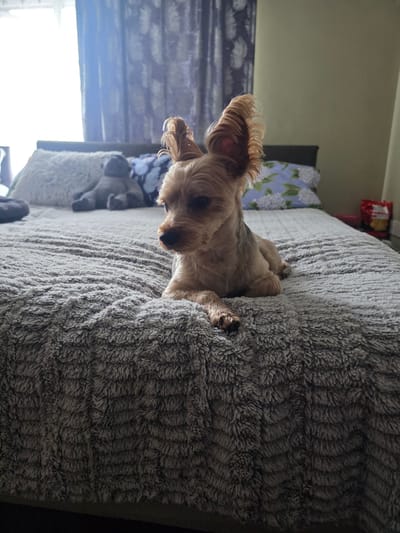 A Yorkshire Terrier dog is lying on a bed with a gray, fuzzy comforter. The dog is facing to the left with its ears perked up. Behind the dog, there are several pillows, one of which has a blue and white floral pattern. A stuffed animal is also visible on the bed. In the background, there are curtains and a wall. The scene appears to be in a bedroom. The image is taken from a slightly elevated angle, looking down at the dog.