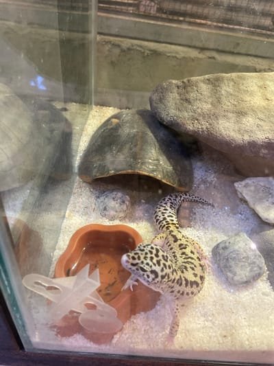 A leopard gecko is inside a glass enclosure with sand substrate. A brown water dish and a white plastic airplane toy are visible. Large rocks and a dark, dome-shaped object are also present. The enclosure appears to be a terrarium, likely in a home or educational setting.