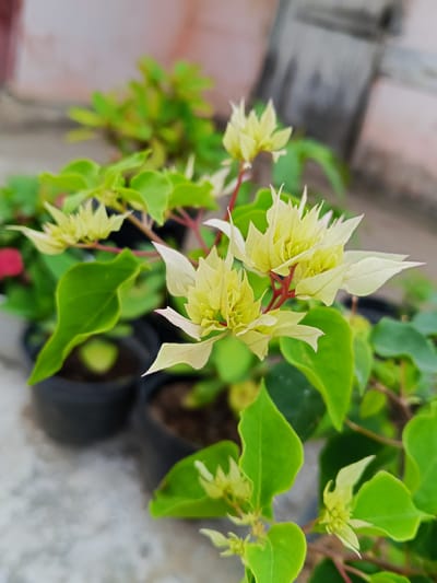 A close-up, eye-level shot captures a cluster of pale yellow bougainvillea flowers with delicate, pointed petals. The flowers are supported by thin, reddish stems and surrounded by vibrant green leaves, some of which are large and heart-shaped. In the background, out of focus, are dark planters containing more greenery, and a muted pink wall with a grey concrete texture. The scene suggests an outdoor potted plant setting in Rheum Barat, Indonesia, potentially a garden or balcony.