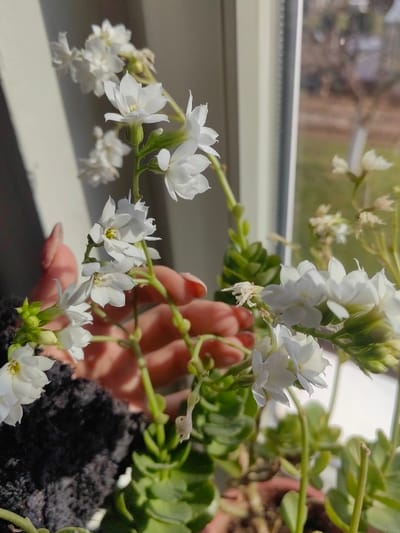 This image captures an indoor scene in the city of Dolna Kremena, Bulgaria, focusing on a flowering Kalanchoe plant situated near a window. The plant displays numerous clusters of small, white, four-petaled blossoms, with some appearing fully open and others showing initial signs of wilting or desiccation. Its prominent feature includes thick, green, succulent-like leaves visible along the stems and towards the base. A human hand, with a light skin tone and fingernails featuring a light, possibly pink or nude, polish, is centrally positioned, gently holding or supporting one of the plant's flowering stems. A dark, textured garment, likely part of the individual's clothing, is visible in the lower-left corner. Strong natural sunlight illuminates the plant from the right, casting distinct shadows on the light-colored wall or surface behind it. Through the white-framed window to the right, an out-of-focus exterior environment is discernible, featuring green ground cover and the bare branches of deciduous trees against a bright, hazy sky.