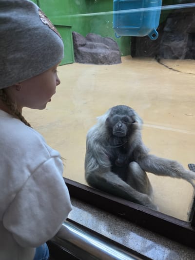 A woman is looking through a glass enclosure at a gibbon with a baby at what appears to be a zoo or wildlife park. The woman is wearing a gray hooded sweatshirt and has blonde hair in a braid. The gibbon is gray and has a baby clinging to it. The enclosure has a rock feature and a blue plastic container. The location is not discernible from the image.