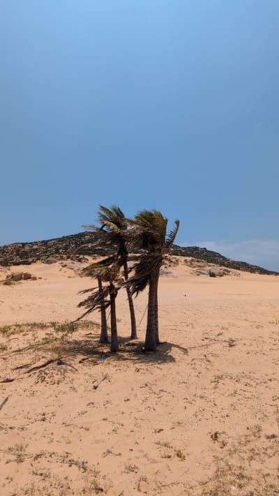 The scene is a beach in Phuoc Dinh, Vietnam, with three palm trees standing on a sandy surface. The sky is clear and blue. A rocky dune or hillside rises in the background along the edge of the beach. The sand appears coarse and dry, marked with sparse vegetation and debris. Shadows of the palm trees are cast on the sand.