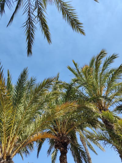 This image captures a close-up view of several palm trees against a clear blue sky. The fronds of the palm trees dominate the frame, with their long, slender leaves casting shadows and creating a layered effect. Some fronds are a vibrant green, while others show hints of yellow, suggesting varying stages of growth or health. The rough, textured bark of the palm trunks is partially visible at the bottom of the frame. The clear blue sky indicates a bright, sunny day. The scene is typical of the coastal environment in Los Alcázares, Spain, where palm trees are a common feature along streets and in parks, contributing to the Mediterranean atmosphere.