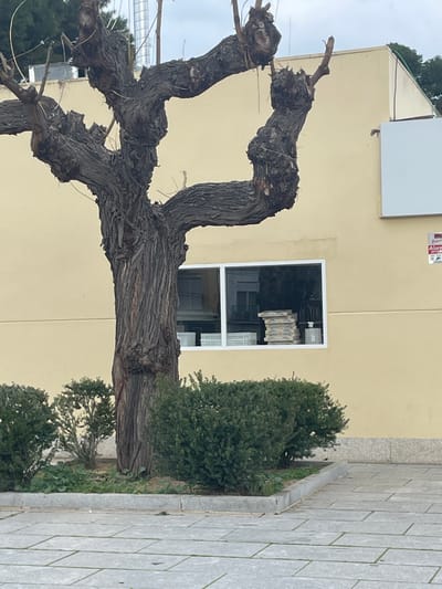 A wide-angle photograph, oriented vertically, captures an urban outdoor scene dominated by a large, mature tree with a thick, gnarled trunk and bare, twisted branches, suggesting late autumn or winter. The tree occupies the left and central portion of the frame.
Behind the tree, a building with a pale yellow or light beige facade is visible. On this wall, a rectangular window with white framing allows a glimpse into the interior, where objects, possibly stacked books or shelves, are discernable. Above the window, a plain white rectangular sign is mounted on the wall, and further up, a red alarm box with the word "Alarma" partially visible is attached near the building's roofline.
To the right of the tree and extending along the building's base, a dense, dark green evergreen shrub grows. Further to the right, a gray tiled or paved walkway with a raised stone curb runs along the right edge of the image, indicating a sidewalk or public thoroughfare. Patches of green ground cover are visible in planters near the base of the tree and shrub.
The sky in the upper left appears overcast, contributing to the soft, diffused lighting throughout the scene. No individuals or specific activities are present, giving the impression of a quiet, still moment. The architectural style and vegetation are consistent with a Mediterranean urban setting, such as Mérida, Spain.
