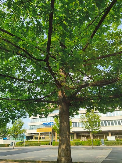 This is a low-angle, outdoor photograph of a large tree with lush green leaves, obscuring much of the sky, which appears bright and clear. The tree's branches spread wide, with its trunk in the foreground on the right side. Behind the tree, a modern, multi-story building is visible. The building has a light-colored facade, many windows, and a prominent blue sign that reads "MOST". Below the "MOST" sign, a yellow awning shelters an entrance with text that appears to read "Magistrát města".
The scene is set in a modern urban environment, with a paved area and landscaping visible in front of the building. There are streetlights and a parking sign with a "P" symbol. Small trees and manicured hedges form a border along the building's facade. The overall impression is that of a bright, sunny day, possibly in the late morning or early afternoon, given the quality of the light. There are no people visible in the frame. The setting appears to be a civic or administrative center, as suggested by the "Magistrát města" (City Hall) text.