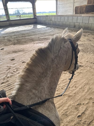 An overhead, first-person perspective captures an indoor equestrian arena located in Pecq, Belgium, on a clear day. The primary subject is the head, neck, and upper back of a light-colored horse, possibly a dapple grey or light roan, facing forward and slightly right. The horse is equipped with a black leather bridle, featuring a bit and reins. A human hand, positioned in the lower left corner, grasps black woven reins or a strap, indicating a rider's presence. The arena floor consists of a light-colored sand or dirt substrate, marked by numerous hoof prints and linear patterns. Along the far wall, visible through large openings, an outdoor landscape unfolds with green fields, scattered trees, and several horses grazing. A distant structure, potentially a church spire, is partially visible. The interior walls of the arena are constructed from light grey concrete blocks. In the upper right background, multiple rectangular bales of hay are stacked against a concrete wall. Natural daylight illuminates the scene, casting reflections on the arena floor near the exterior openings.