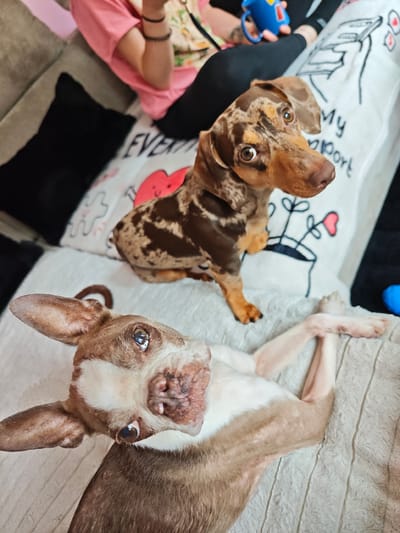 The image shows two dogs on a couch. One dog, a dapple dachshund, is sitting up and looking at the camera with wide eyes. The other dog, a small terrier mix, is lying on its back with its head tilted, also looking at the camera. A person's arm, wearing a pink shirt and bracelets, is visible in the upper left corner, holding a blue cup. The dogs are on a patterned blanket, and a pillow with drawings of plants and hearts is behind the dachshund. The overall mood of the image is playful and candid. The time of day and weather are not discernible from the image. The location context provided indicates Locking Parklands, United Kingdom, but this is not visually confirmed within the image itself. There is visible text on the pillow that reads "My heart".