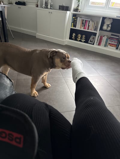 The image depicts an indoor domestic scene within a residence in Limeil-Brévannes, France. The primary subjects are a large dog and the lower half of a seated human.
The dog, appearing to be a bulldog breed with a taupe and light brown coat and a dark-blueish head, stands on a light gray tiled floor. Its head is lowered, and its snout is positioned against the right foot of the human, which is clad in a white sock, indicating an act of sniffing or gentle interaction. The human's lower legs are visible, dressed in black ribbed leggings. The left foot is partially obscured by what appears to be a black slipper or sandal featuring a red "PSG" logo.
The background features a white cabinet unit with silver handles, topped by a silver bulldog figurine and a black tissue box. To the right, a white bookshelf contains various books, a small potted plant near a window, three golden "See No Evil, Hear No Evil, Speak No Evil" monkey statues, and a white teddy bear figure composed of roses. A large window behind the bookshelf provides natural light, revealing a partial outdoor view of greenery and what appears to be a distant structure. A dark table leg is visible on the far left.
