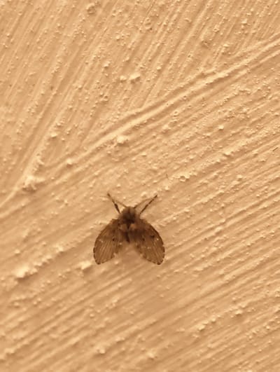 A small, light brown moth with patterned wings is resting on a textured, beige wall. The wall has a rough, stucco-like finish with visible lines and small bumps. The moth is centrally located in the frame, facing slightly to the left. Its antennae are clearly visible, extending forward. The lighting appears to be soft, casting no harsh shadows. The image does not provide any information about the city of Mayrtup, Russia, or its context within the city.