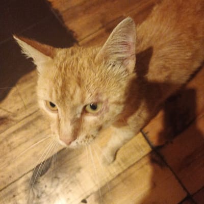 This is a high-angle, close-up photograph of an orange tabby cat. The cat is looking directly up towards the camera with a neutral expression. Its fur is short and appears slightly matted in places. The cat's eyes are a light green and its pupils are dilated. Its whiskers are long and white, fanning out from its muzzle. The cat is lying on a wooden surface, possibly a floor or table, with visible grain and plank lines. The lighting in the scene is dim, casting shadows on the wooden surface and the cat's body, suggesting it might be nighttime or indoors with minimal lighting. The background is a dark, indistinct shadow, possibly from an overhead object or the surrounding environment. The overall mood of the image is quiet and intimate, focusing solely on the cat's gaze. No text is visible in the image. The metadata indicates the location as Podlubovo, Russia.