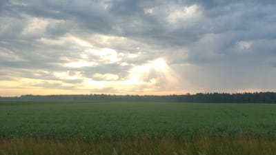The image depicts a vast, green agricultural field stretching towards a dense line of trees in the distance. Above the field, a dramatic sky unfolds with heavy, grey clouds interspersed with beams of sunlight breaking through, creating shafts of light that illuminate the scene. The sun appears to be low on the horizon, possibly indicating sunrise or sunset. The foreground of the field features taller grasses and some scattered wildflowers. The scene is serene and natural, with no signs of human activity or urban structures visible. The location is identified as Gegužinė, Lithuania, suggesting a rural, open landscape characteristic of the region.