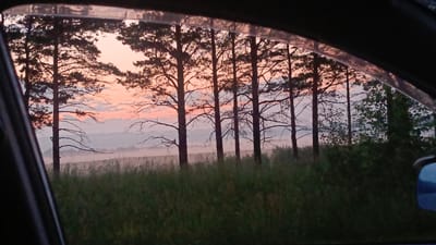 The image captures a view through a car window, looking out at a misty, rural landscape at dusk. A line of silhouetted pine trees with sparse branches stands in the foreground against a soft, pastel-colored sky of pink and pale orange. The ground is covered in tall, green grass, and further in the distance, the mist obscures rolling hills or fields. The scene is tranquil and evokes a sense of quiet observation. The location is identified as Zuy, Russia.