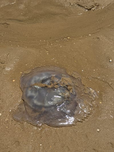 A large, translucent jellyfish lies on a wet, sandy beach. The jellyfish is primarily a pale purple and grey color, with some darker internal structures visible. Sand and small shells are embedded in and around the bell of the jellyfish, suggesting it has washed ashore recently. The sand is damp, with visible water ripples and small lines indicative of receding tide. The overall scene suggests a natural occurrence on a beach in Vila Real de Santo António, Portugal.