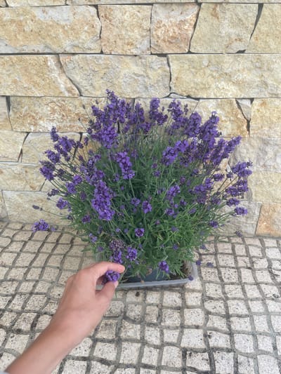 In São João das Lampas, Portugal, a hand is shown reaching towards a potted lavender plant. The plant, full of vibrant purple flowers and green foliage, sits on a textured stone patio. Behind the plant is a wall constructed of irregular, light-colored stones. The overall scene depicts an outdoor setting, likely a garden or courtyard, with a focus on the lavender and the interaction with the hand.
