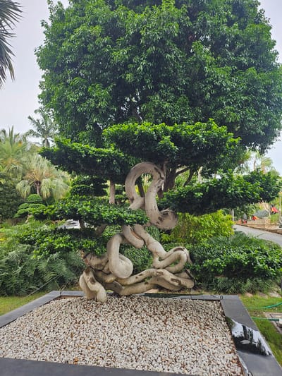 This is a full, eye-level, vertical shot of a large, artistically trained bonsai tree displayed in a garden setting in Na Chom Thian, Thailand. The tree has a thick, gnarled, light-colored trunk with prominent roots that twist and turn, forming an abstract sculpture. The trunk and branches are covered in lush, dark green foliage. The bonsai is planted in a rectangular planter filled with small, light-colored pebbles. Surrounding the bonsai is a dense arrangement of various green plants, including ferns and palm-like trees, suggesting a tropical environment. In the background, a paved pathway curves to the right, bordered by more greenery and some distant structures. The sky is overcast, with a pale gray hue. The overall scene conveys a sense of meticulous landscaping and artistic horticultural practice. There are no people visible in the image.