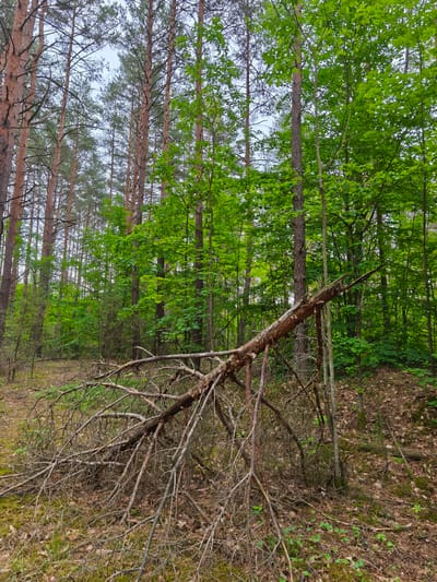 The image depicts a fallen, dead tree branch in a forest. The branch is brown and appears to be dry and brittle, with many smaller twigs extending from it. It lies across the forest floor, which is covered with fallen leaves, moss, and some small green plants. In the background, there are numerous tall, slender trees with green foliage, characteristic of a temperate forest. The sky above is overcast and light. The scene is located in the forest area of Парэцкі сельскі Савет, Belarus. There are no people or animals visible in the image, nor any signs of human activity other than the presence of the fallen branch, which may be a natural occurrence.