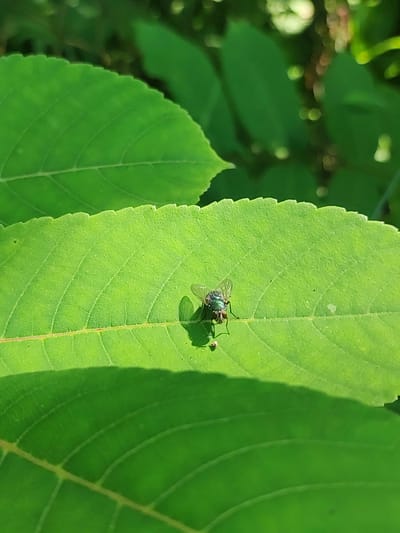 A macro shot captures a single, metallic green fly resting on a vibrant green leaf. The leaf exhibits distinct veins and a slightly serrated edge. The fly's wings are visible, and its body has a shimmering, iridescent quality. A shadow of the fly is cast on the leaf below it. The background is softly blurred, showing more green foliage and dappled sunlight. The scene appears to be in a natural outdoor setting, potentially a garden or park in Makhinjauri, Georgia, given the lush vegetation often found in the region. There are no people or structures visible.