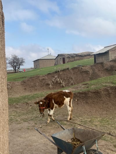 The image captures a rustic, rural outdoor scene, likely a farm or small village setting, under a bright, cloudy sky.
In the foreground and extending towards the right, the ground is primarily composed of dry, light brown earth, possibly a dirt path or bare soil. Scattered patches of dry grass are visible.
A young calf is the central subject, standing slightly to the right of the image center. It has distinctive brown and white markings, with a predominantly brown body and irregular white patches on its belly, legs, and face. A bright orange halter or rope is visible around its head and muzzle. Its head is lowered, suggesting it might be grazing or looking down at the ground.
To the immediate right of the calf, a partial view of a metal feeding structure or trough is visible. It appears to be constructed from dark, possibly weathered or rusty, metal sheets, forming an angular, robust design. Some yellowish hay or straw is discernible within the feeder.
The mid-ground features a sloping landscape covered in patches of green grass interspersed with areas of exposed brown earth, hinting at a hillside or uneven terrain. Behind this slope, several simple, rural-style buildings are visible. These structures appear to be built from stone or concrete blocks, with basic roofs. One building in the mid-left background has a distinct antenna or a cross-like fixture on its pitched roof. The buildings generally look weathered and functional rather than modern or elaborate.
Further in the background, towards the lower left, a leafless, deciduous tree stands prominently, its bare branches forming an intricate silhouette against the sky.
The upper left portion of the image is dominated by a clear, light blue sky dotted with scattered, fluffy white clouds, indicating a fair weather day, likely morning or afternoon given the soft, ambient lighting.
The overall impression is one of simple, tranquil rural life, focusing on animal husbandry in an environment that shows signs of both natural landscape and human habitation. No human figures are visible, and there is no discernible text in the image.