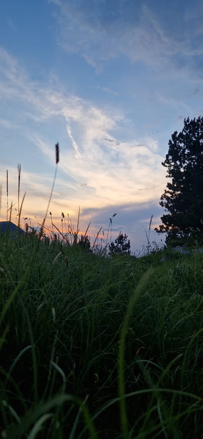 The image depicts a low-angle view of tall grass in the foreground, silhouetted against a twilight sky. The sky transitions from a pale blue at the top to hues of pink and orange near the horizon, with wispy clouds scattered throughout. In the background, the dark silhouette of a coniferous tree stands on the right side of the frame. The landscape appears to be natural, possibly a meadow or field, with the suggestion of hills or mountains in the far distance on the left. The overall impression is one of a tranquil evening in a rural or natural setting, likely in or near Ubla, Bosnia and Herzegovina. No people or specific man-made structures are visible.