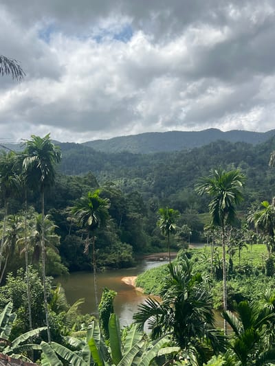 The image depicts a lush, green landscape dominated by tropical vegetation and a winding river. In the foreground, several large banana plants with broad leaves are visible. Tall, slender palm trees with feathery fronds are scattered throughout the scene, some reaching high into the frame. The middle ground features a river with a sandy bank on the right side. The water appears calm and reflects the surrounding greenery and cloudy sky. The background is a dense, rolling expanse of forest, with multiple layers of trees creating a textured, undulating hillside that recedes into the distance. The sky is overcast with dramatic, grey clouds, suggesting either early morning, late afternoon, or impending rain. The overall impression is one of a serene and abundant natural environment, characteristic of a tropical rainforest. The location is identified as being in the city of Neluwa, Sri Lanka, which is known for its dense rainforests and natural beauty. No people, animals, or specific man-made structures are clearly discernible in the image, other than possibly a hint of a building at the very bottom left corner which is partially obscured by foliage.