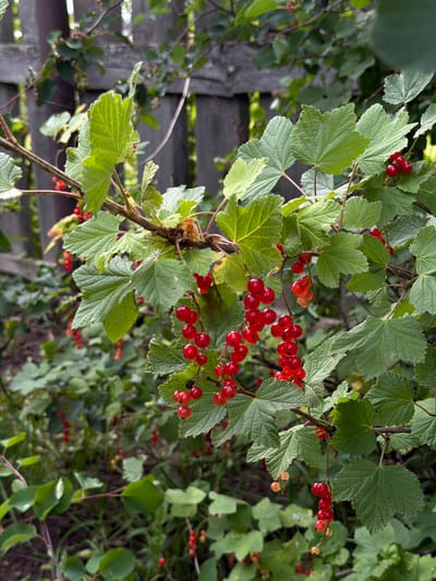 This media file features a close-up view of a red currant bush laden with ripe berries, set against a backdrop of green foliage and a weathered wooden fence. The berries, a vibrant crimson, are clustered in pendulous bunches, some still showing hints of green or orange, indicating varying stages of ripeness. The leaves are broad and serrated, with prominent veins, and exhibit a healthy green hue, suggesting a late spring or summer season.
The scene is an outdoor setting, likely a garden or natural area, given the presence of the bush and the rustic fence. The lighting suggests daylight, with soft shadows and a slightly diffused quality, possibly indicating an overcast day or the dappled sunlight filtering through leaves. There are no people or animals visible. The overall impression is one of natural abundance and the bounty of the season. The wooden fence, partially visible and slightly out of focus, provides a textural contrast to the organic forms of the plant and adds a sense of place.
There is no visible text in the image. The focus is entirely on the natural elements, particularly the red currants, which are the clear subjects of the photograph. The composition draws the viewer's eye to the clusters of berries, emphasizing their color and texture. The depth of field is shallow, blurring the background and foreground elements, which further isolates and highlights the main subjects. The location context provided is Chaykovskaya, Russia, which is consistent with the appearance of a hardy bush bearing berries that could be cultivated or found wild in that region.