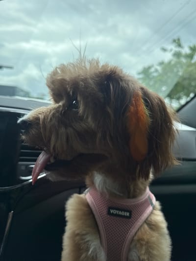 A small, fluffy, brown dog with a pink harness is sitting in the passenger seat of a car, looking out the window. The dog's tongue is hanging out, and its fur is slightly messy. The interior of the car is visible, with dark grey upholstery and a hint of a dashboard. Outside the window, the sky is overcast with grey clouds, and some green foliage is blurred in the background, suggesting trees or other vegetation. The location is identified as Deerfield Beach, United States of America.