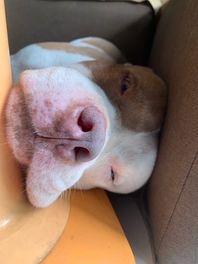 A close-up, overhead shot shows the face of a dog, mostly white with brown patches, sleeping. The dog's head is turned to the side, resting on its cheek. Its nose, a prominent pink, textured organ with visible nostrils, is closest to the viewer. The dog's eyes are mostly closed, with only slivers of brown visible. The dog appears to be lying in a cozy spot, possibly on a couch or cushion, indicated by the brown textured fabric on the right side of the image. The left side of the image features a curved, smooth, orange object, likely part of a dog bed or toy. There is no indication of the city of Mae Chan District, Thailand within the image.