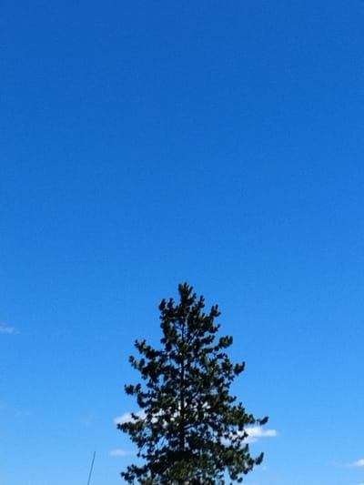 An image shows a tall, dark green evergreen tree silhouetted against a clear, bright blue sky. The tree is positioned in the lower center of the frame, with its branches extending outwards and upwards, partially obscuring the sky. A few wisps of white cloud are visible in the sky, particularly behind and to the left of the tree. The foreground of the image is not visible, suggesting the photo was taken from a distance, looking up at the tree. The overall impression is one of a serene, natural scene, with the dominant elements being the tree and the vast expanse of the sky. The location is specified as Dobev, Czechia.