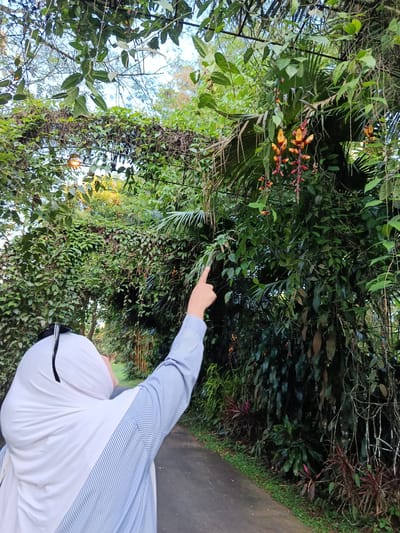 In Suka Makmur, Indonesia, a person wearing a white hijab and a blue and white striped shirt points at vibrant red and yellow flowers cascading from a lush green vine. The person is facing away from the camera, looking up at the flowers. The scene is set in a garden with abundant foliage, including large leaves and climbing plants, suggesting a tropical environment. A paved path runs alongside the garden.