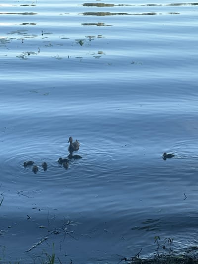 In Il’inskoye, Russia, a body of water exhibits a calm surface with subtle ripples. A mother duck swims with a brood of eight ducklings. Six ducklings are clustered around the mother in the center of the frame, creating concentric ripples. Two additional ducklings are positioned further to the left and right. The water is a deep blue, reflecting the sky and surrounding foliage, which is partially visible along the bottom edge of the frame. The scene is peaceful, capturing a natural moment of family life in an aquatic environment.