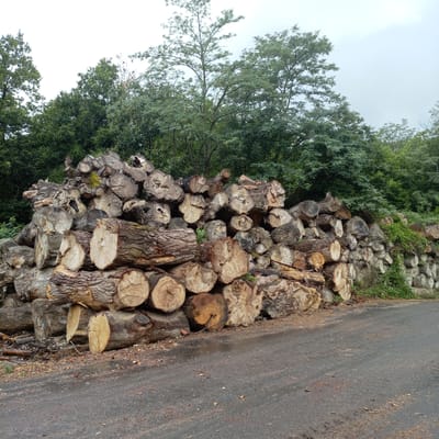 A large pile of cut logs is stacked haphazardly on the side of a paved road. The logs are of various sizes and appear to be from deciduous trees, with visible grain patterns and bark textures. Some logs are freshly cut, revealing lighter wood, while others show signs of weathering. Behind the logs, a dense forest with green foliage stretches upwards towards a cloudy sky. The road surface is dark and appears wet, with some scattered debris of wood chips and leaves. The scene suggests a logging or forestry operation in a rural or semi-rural setting near Montgailhard, France. There are no people or animals visible in the image.
