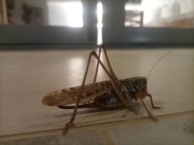 A close-up, low-angle shot captures a grasshopper resting on a light-colored, tiled surface. The insect is positioned in the center-right of the frame, facing left. Its long, segmented legs are visible, with the hind legs appearing particularly robust. The grasshopper's wings, which are partially extended, display intricate veining and a mottled brown coloration. The body of the grasshopper is dark and appears to be segmented. The background is blurred and consists of a horizontal dark band above a lighter horizontal band, suggesting a doorway or window opening with diffused light filtering through, possibly indicating an indoor setting or a covered outdoor area. The overall lighting is dim with a bright light source in the background. The environment is sterile and appears to be an urban setting, possibly within the city of Naxos, Greece, given the commonality of such insects and architectural features.