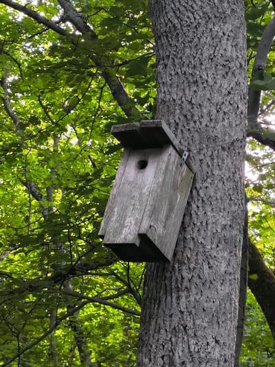 An old, weathered wooden birdhouse is attached to the rough bark of a large tree. The birdhouse is oriented vertically and has a sloped roof. A circular entrance hole is visible on the front panel. The tree is surrounded by lush green foliage, with sunlight filtering through the leaves, suggesting an outdoor, wooded environment. The specific location within Tabasalu alevik, Estonia, is not discernible from the visual information provided. There are no people or animals visible in the image.