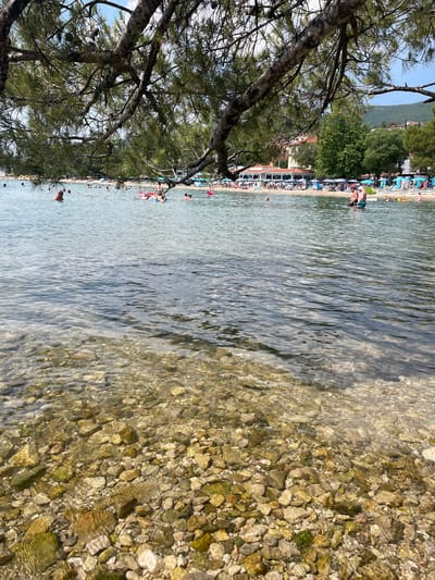 This is a landscape photograph taken at a beach in Crikvenica, Croatia. The image is oriented vertically. In the foreground, a tree branch with pine needles hangs over the scene, framing the left side. The water is clear, revealing a rocky seabed.
The middle ground shows a crowded beach lined with beach chairs and umbrellas. Numerous people are visible on the shore and in the water. Some are sunbathing on the sand, while others are swimming or wading. A few individuals are standing in the shallow water near the shore. In the background, lush green trees and some buildings suggest a developed coastal area. The sky is a bright, clear blue, indicating a sunny day. The water appears calm with gentle ripples. The overall impression is a lively and popular beach on a pleasant day. No text is visible in the image.