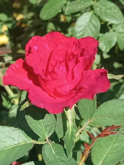 The image is a close-up, slightly pixelated photograph of a vibrant red rose in bloom, positioned centrally. The rose has ruffled petals and is partially shadowed, creating depth. Surrounding the rose are several green leaves with serrated edges. In the background, out-of-focus green foliage and some yellow blurs are visible, suggesting a garden setting bathed in sunlight. The image does not depict any specific location in Uchqo'rg'on, Uzbekistan.