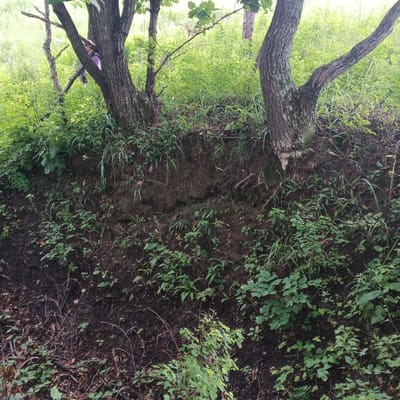 The image depicts a wooded area with a steep embankment, likely a natural landscape or a roadside cut, located in Tayozhny, Russia. Two mature trees with thick, textured bark dominate the upper portion of the scene, their trunks leaning into the embankment. Lush green vegetation, including grasses, ferns, and leafy plants, carpets the embankment and surrounds the trees. The soil of the embankment is exposed in several areas, showing its dark, rich composition and revealing root systems of the plants and trees. A small, light-colored flower is visible on the lower left side of the embankment. The overall impression is one of a wild, untamed natural environment.