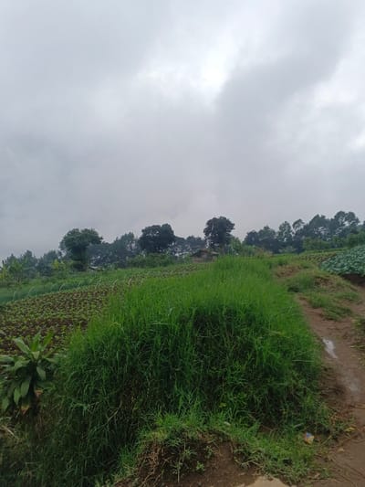 A landscape scene under a cloudy sky. A field of crops and lush green grass occupy the foreground, transitioning to a dirt path on the right. Trees populate the midground against the backdrop of a muted sky. The overall mood is overcast and rural.