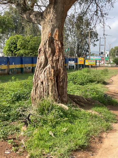 A large, old tree with a gnarled, textured trunk stands prominently in the foreground on the left side of the image. Its branches are bare and sparse. To the left of the tree, a yellow and blue striped wall with peeling paint runs horizontally across the scene, with a green stripe above a faded emblem. Beyond the wall, green foliage is visible. In the background, several signs are posted on poles, including one that reads "POLICE TRAINING SCHOOL JOS (P.T.S.)" and another that says "POLICE COMMANDER SCH. IV PLATEAU STATE". Utility poles and wires are also visible in the background, along with trees and a distant hilly landscape. The ground in the foreground is covered with lush green grass and some dry twigs and debris. A dirt path is visible on the right side of the image. The sky is overcast. This scene is located in Unguwar Saya, Nigeria.