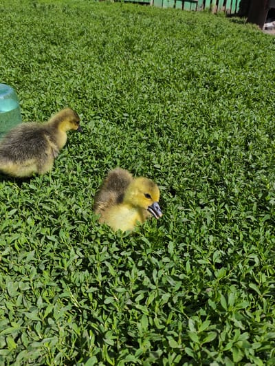 Two goslings are nestled in lush green grass. A large, clear glass jug filled with a blue-tinted liquid is partially visible on the left side of the frame. The background shows a rustic wooden fence and hints of further green foliage and possibly a structure. The scene is outdoors under bright daylight conditions.